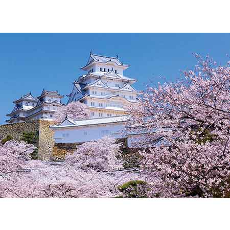 桜香しい姫路城（兵庫）