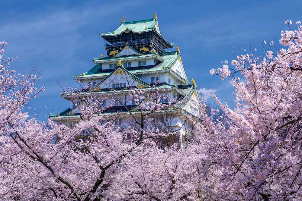 花盛りの大阪城天守閣（大阪）